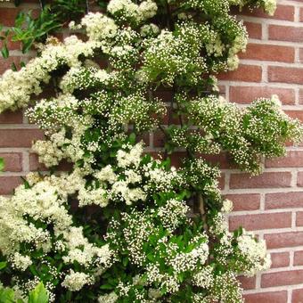 Pyracantha ‘Soleil d’Or’