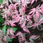 Acer palmatum 'Pink Passion' - 