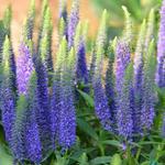 Veronica spicata 'Ulster Dwarf Blue' - 