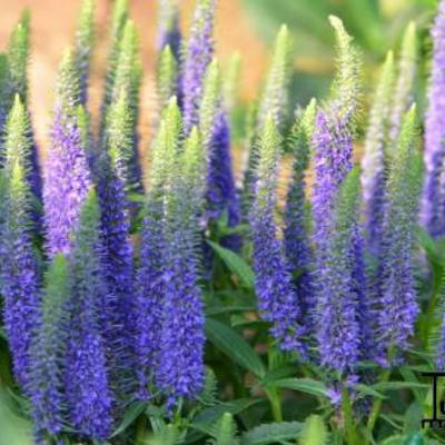 Veronica spicata 'Ulster Dwarf Blue' - 