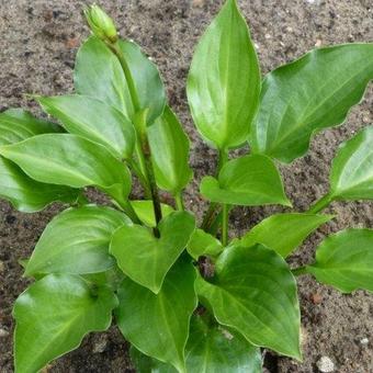 Hosta 'Sweet Bo Peep'