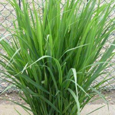 Panicum virgatum 'Northwind'