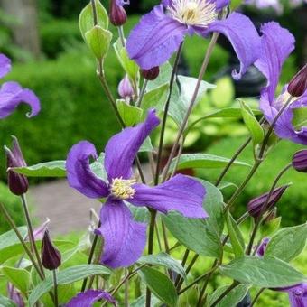 Clematis 'Blue Pirouette'