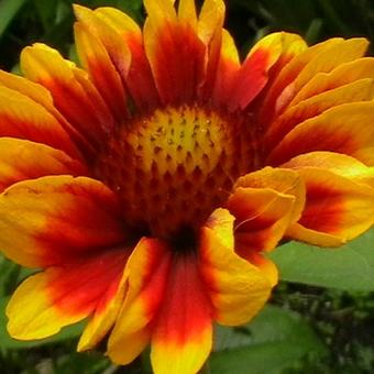 Gaillardia aristata 'Bremen'