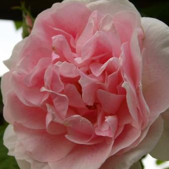 Rosa 'Kir Royal'