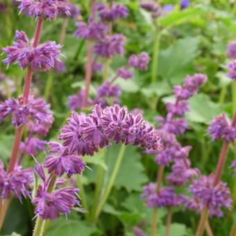 Salvia verticillata 'Purple Rain'