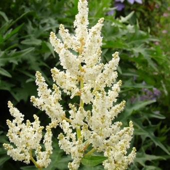 Persicaria polymorpha