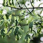 Acer negundo 'Flamingo' - 