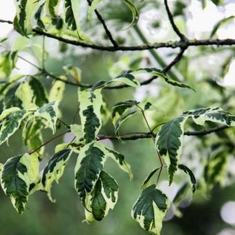 Acer negundo 'Flamingo'