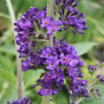 Buddleja davidii 'Empire Blue' - 