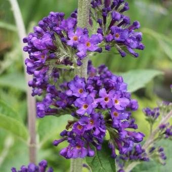 Buddleja davidii 'Empire Blue'