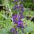 Buddleja davidii 'Empire Blue'