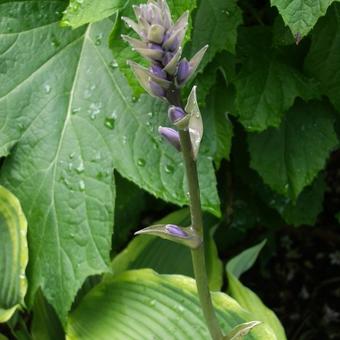 Hosta 'Yellow River'