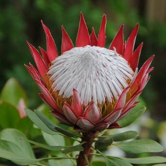 Protea cynaroides 'Little Prince'