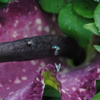 Dracunculus vulgaris