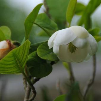 Magnolia sieboldii