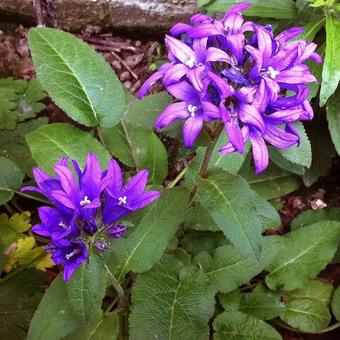 Campanula glomerata