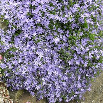 Campanula garganica