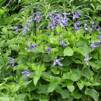 Clematis integrifolia