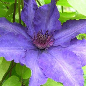 Clematis 'The President'