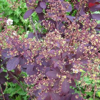 Cotinus coggygria 'Royal Purple'