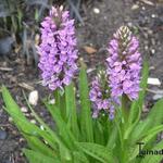 Dactylorhiza maculata - Geflecktes Knabenkraut