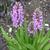 Dactylorhiza maculata