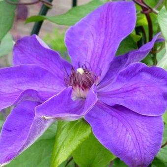 Clematis 'Xerxes'