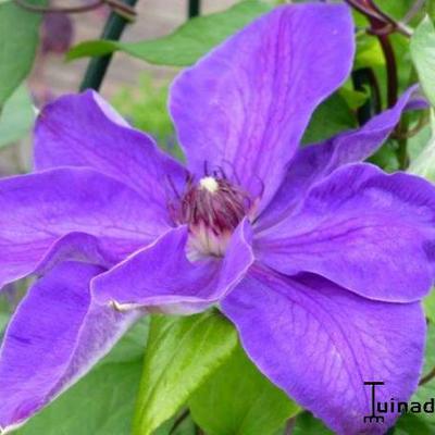 Clematis 'Xerxes' - 