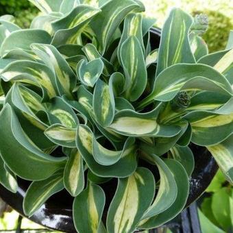 Hosta 'Snow Mouse'