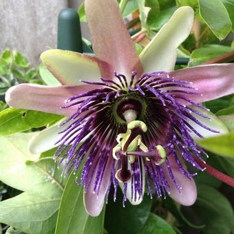 Passiflora 'Perfume Passion'