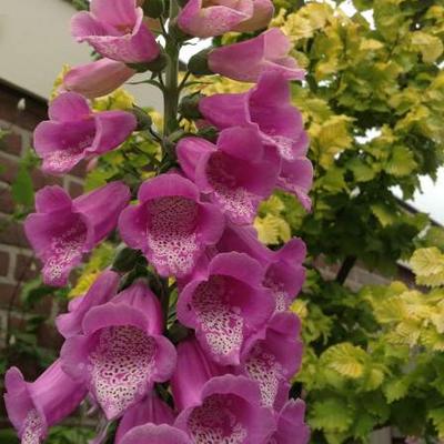 Digitalis purpurea - Roter Fingerhut