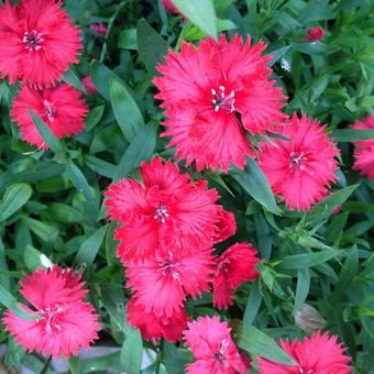 Dianthus plumarius