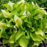 Hosta 'Cracker Crumbs' - 