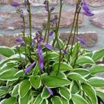 Hosta 'Little Wonder' - 