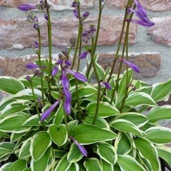 Hosta 'Little Wonder'