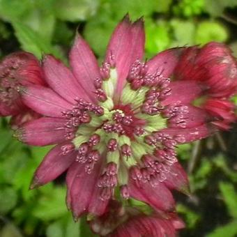 Astrantia major 'Ruby Wedding'