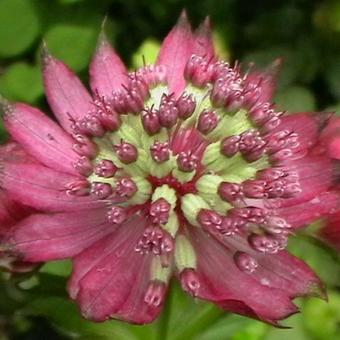 Astrantia major 'Ruby Wedding'