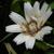 Catananche caerulea 'Alba'