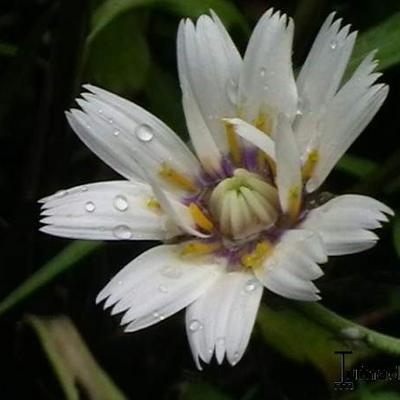 Catananche caerulea 'Alba' - 