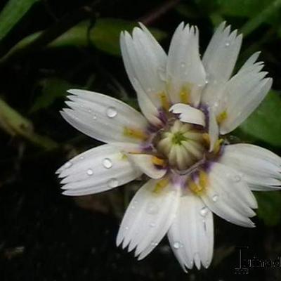 Catananche caerulea 'Alba'