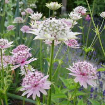 Astrantia 'Neeltje'