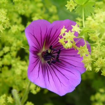 Geranium 'Pink Penny'