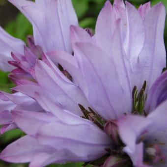 Campanula glomerata 'Emerald'