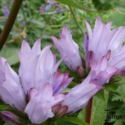 Campanula glomerata 'Emerald' - Campanula glomerata 'Emerald'