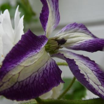 Clematis viticella  'I Am Lady J'