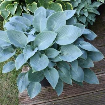 Hosta 'Blue Cadet'