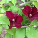 Clematis 'Rouge Cardinal' - 