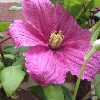 Clematis 'Comtesse de Bouchaud'