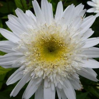 Leucanthemum 'Wirral Supreme'